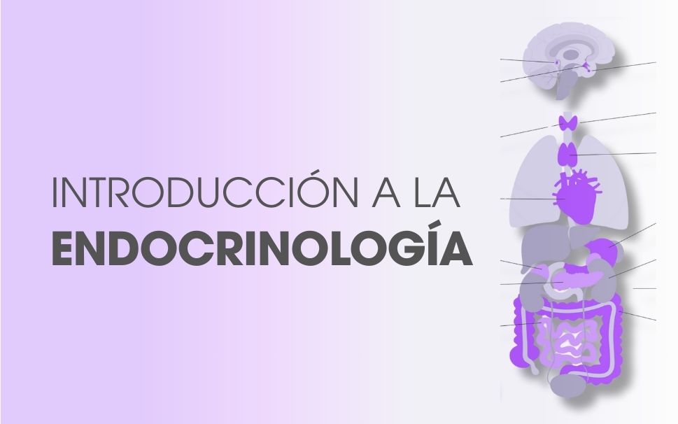 Introducción a la endocrinología